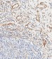 CD34 Antibody (Center)